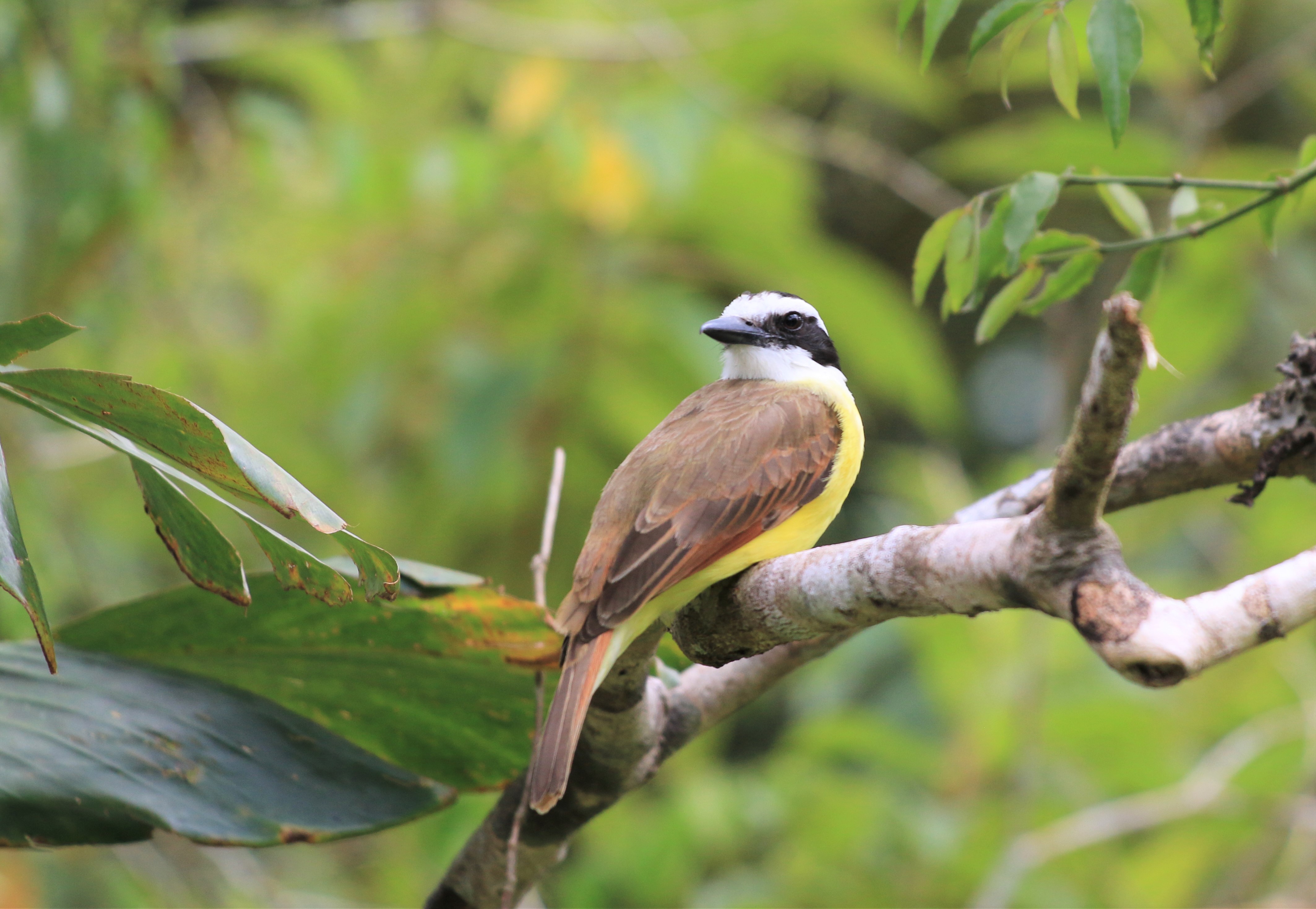 Costa Rica